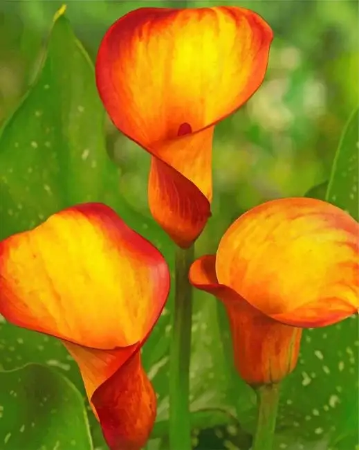 Orange calla lily