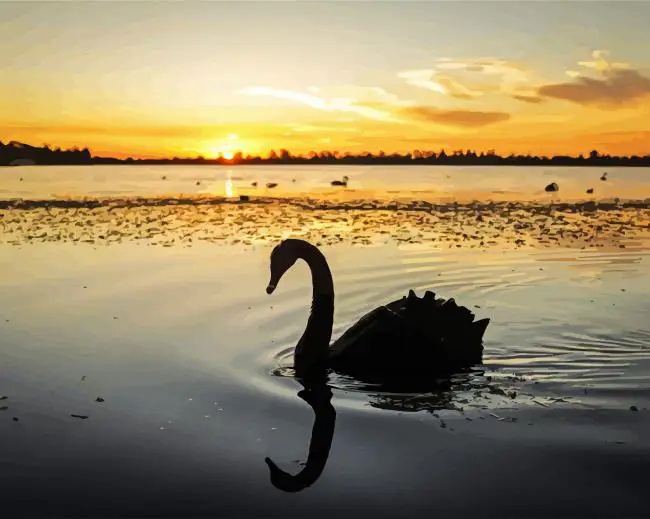 Swan bird silhouette