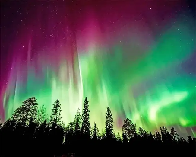 Aurora borealis trees silhouette