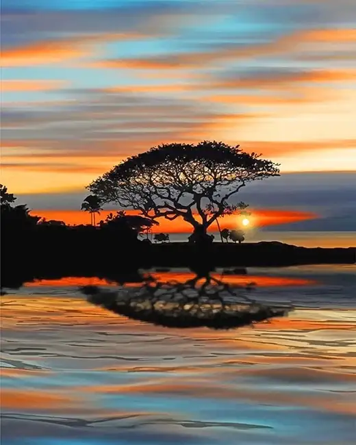 Tree silhouette sunset