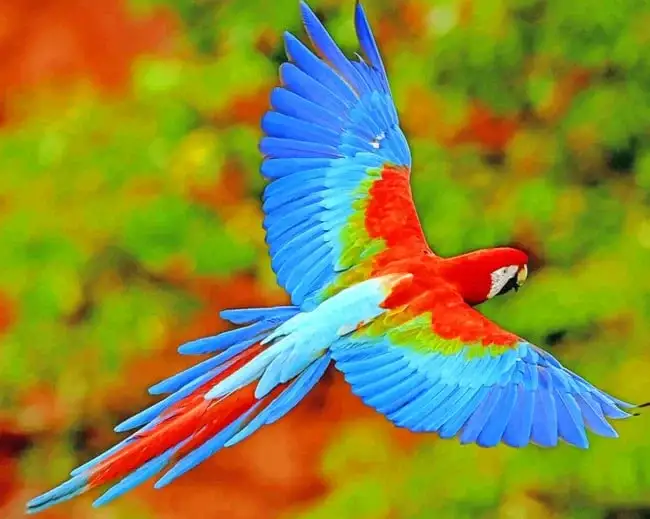 Flying colorful scarlet macaw