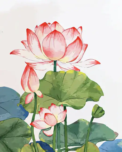 Lotus pond