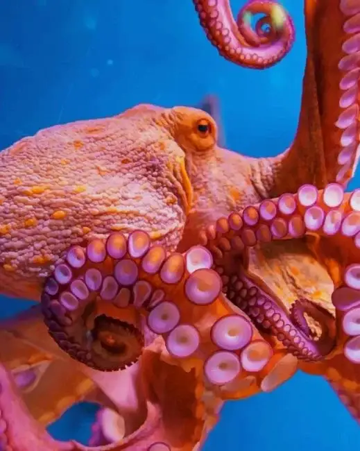 Octopus animal