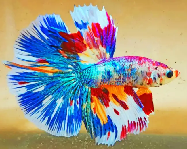 Colorful betta fish