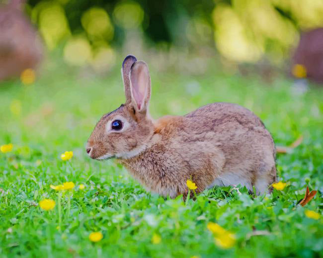 Rabbit in garden