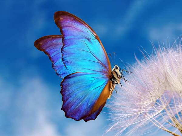 Blue mariposa