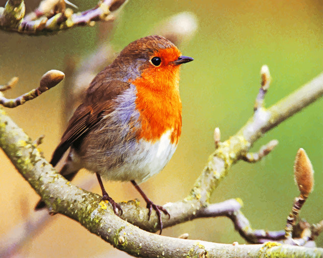 Aesthetic robin bird