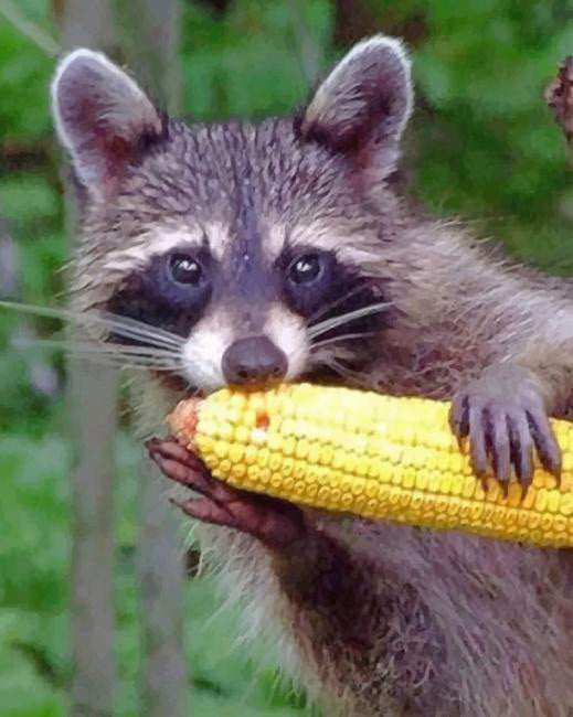 Raccoon eating corn