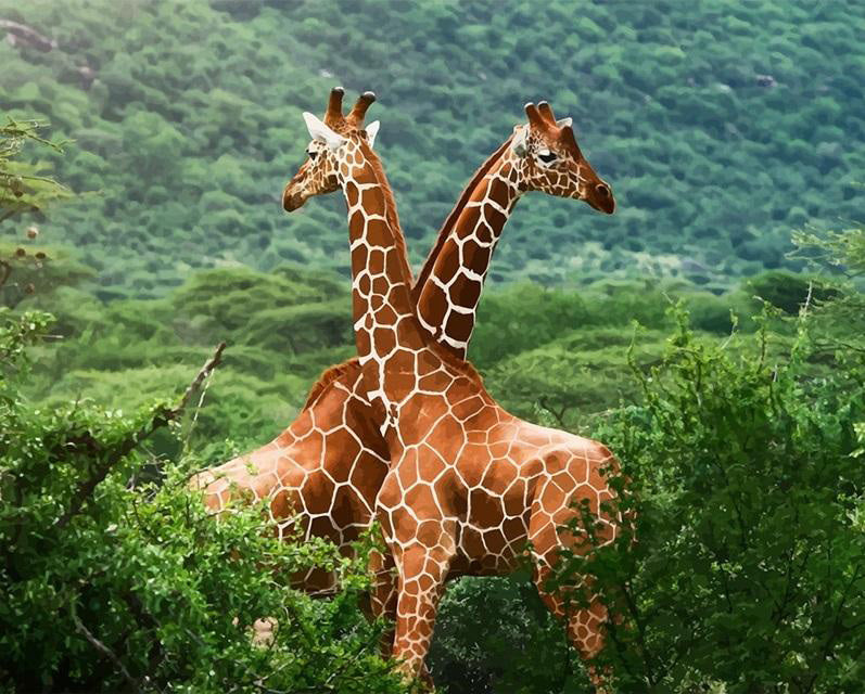 Wildlife giraffes