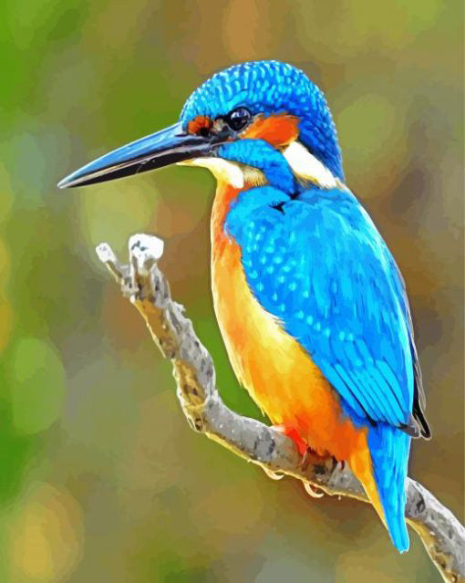 Bird kingfisher