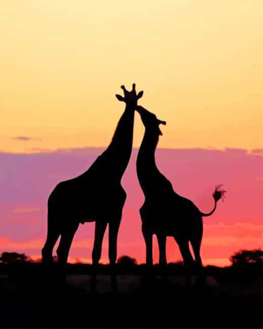 Giraffe silhouette sunset