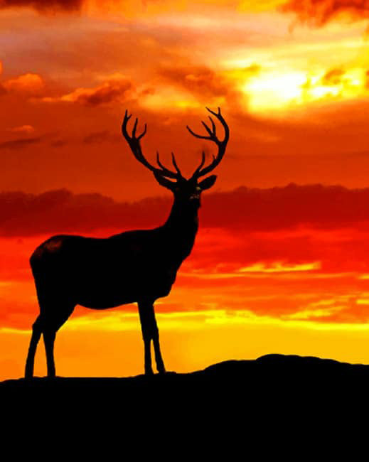 Deer sunset silhouette