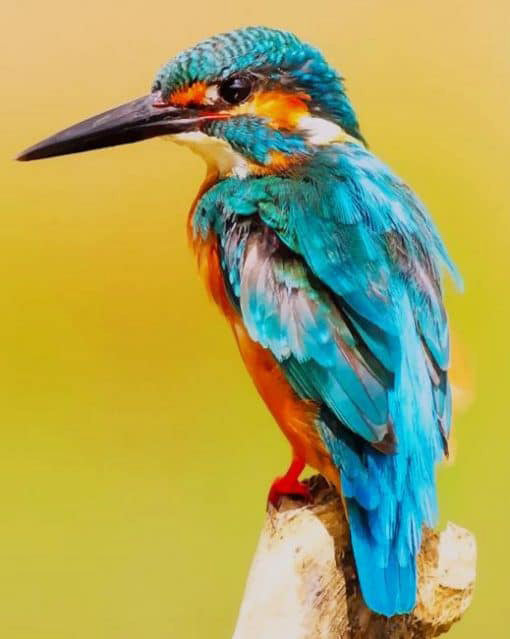 The kingfisher bird