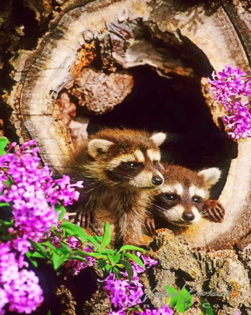 Raccoons in tree hole