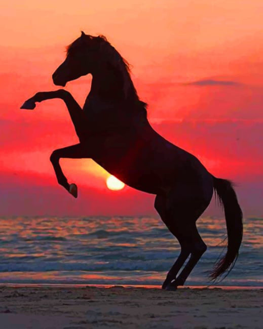 Horse silhouette in the beach