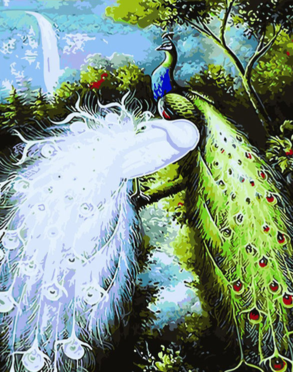 White and colorful peacock