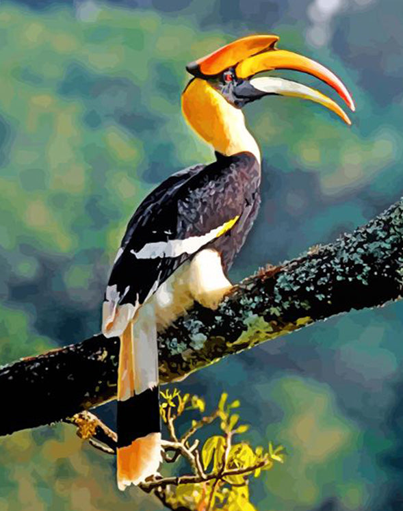 Great Hornbill – Coloring by Numbers worksheet