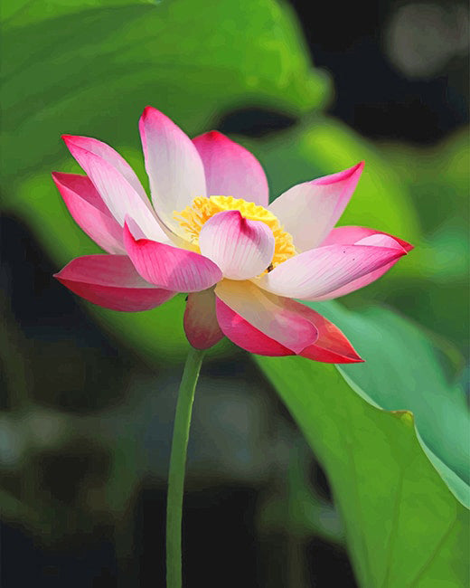 White pink lotus