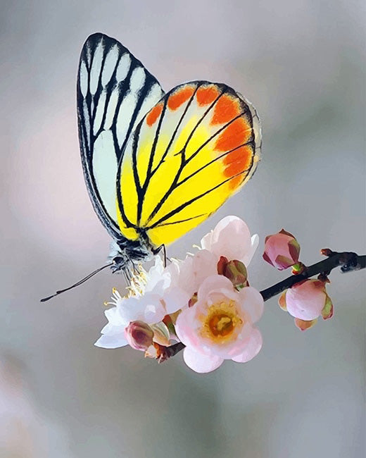 Soft yellow butterfly