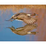 Aesthetic duck in flight