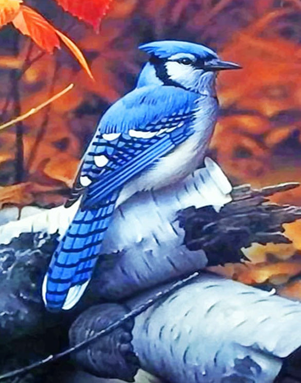 blue jay paint by number