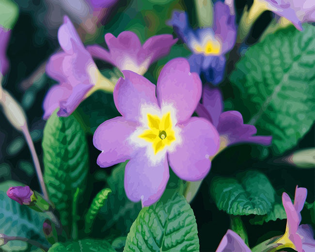 Purple primrose flower