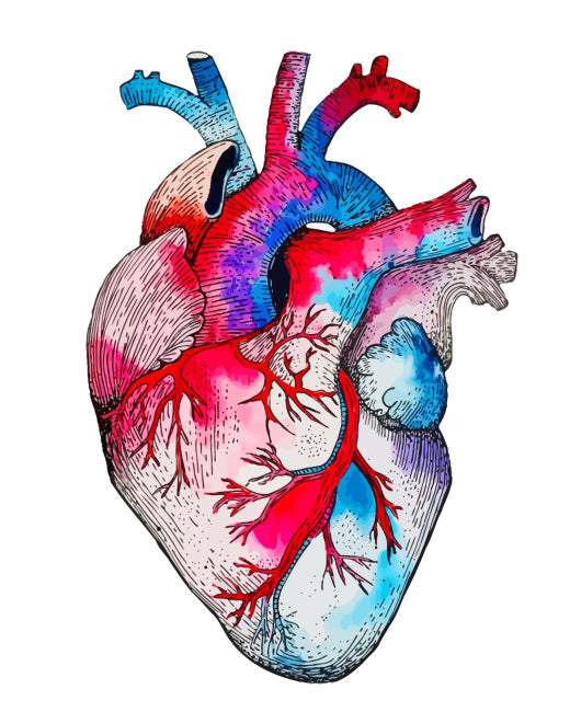 Colored anatomical heart