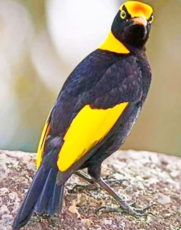 Orange and black bird