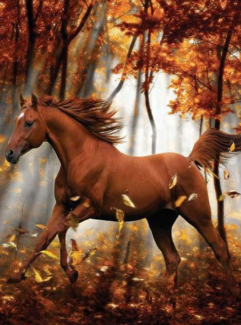 Horse in autumn forest
