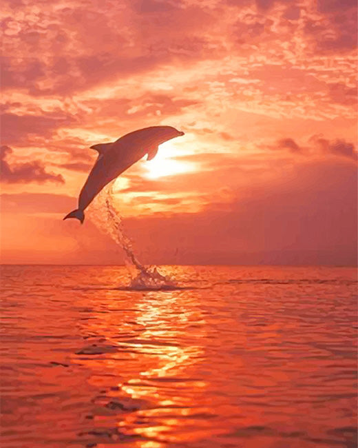 Dolphin sunset beach