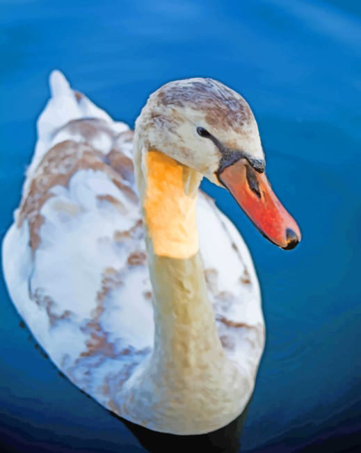 Swans duck
