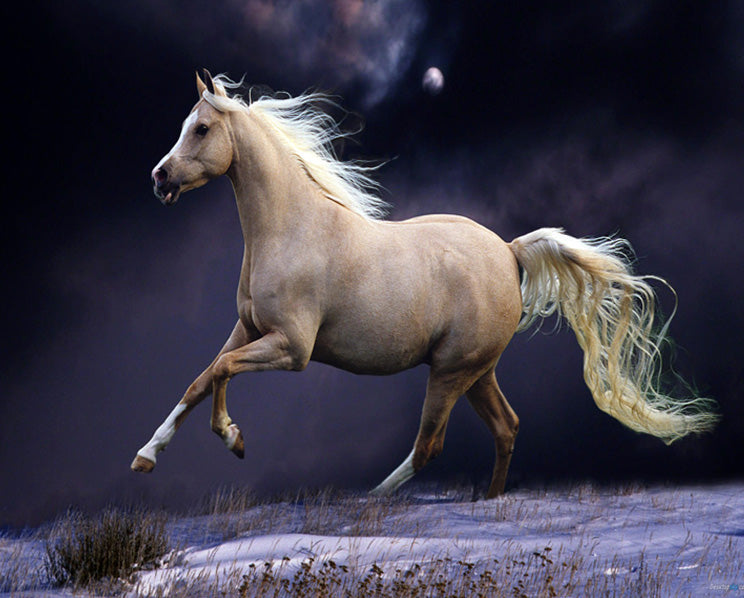 White Running Horse