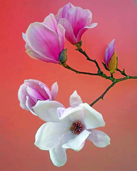 White and pink magnolia flowers