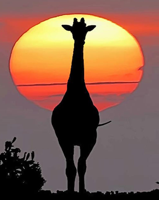 Sunset giraffe silhouette