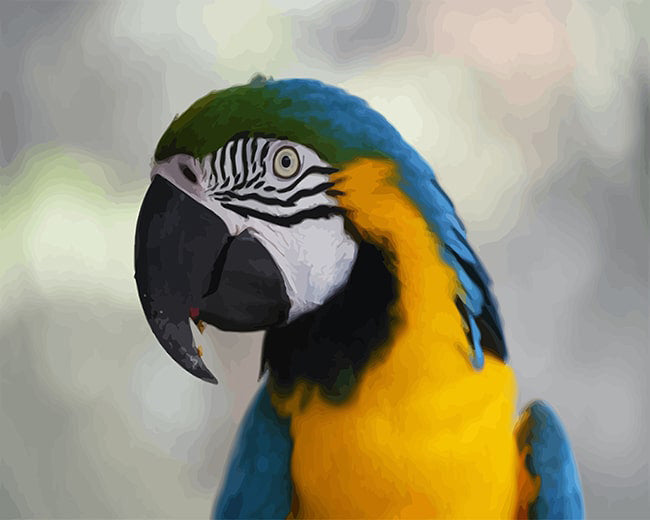 Macaw parrot bird