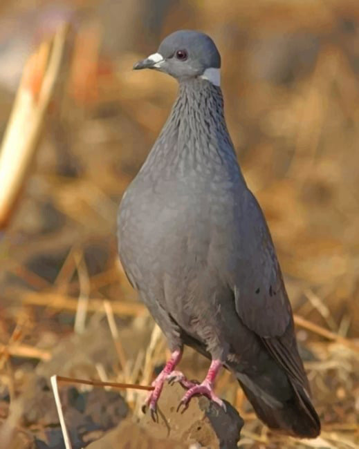 White collared pigeon