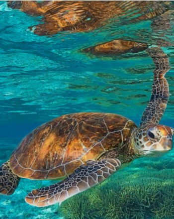 Brown Sea Turtle - Acrylic Paint by Numbers Kit