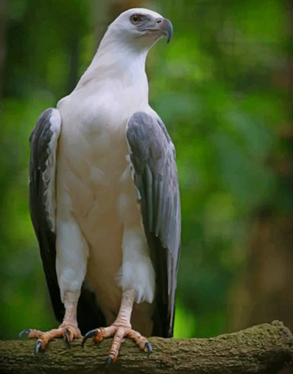 White breasted eagle
