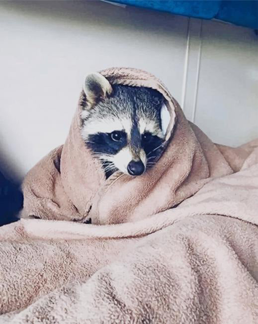 Raccoon in a blanket