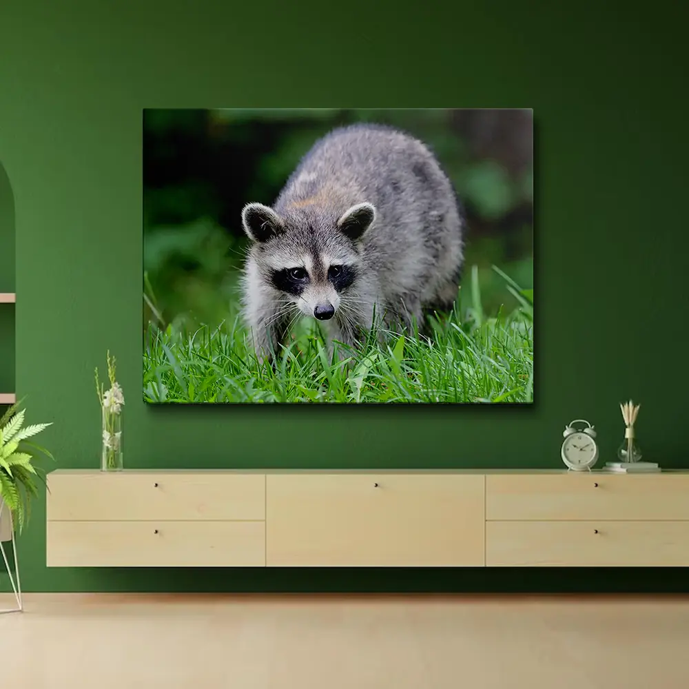 Painting raccoon