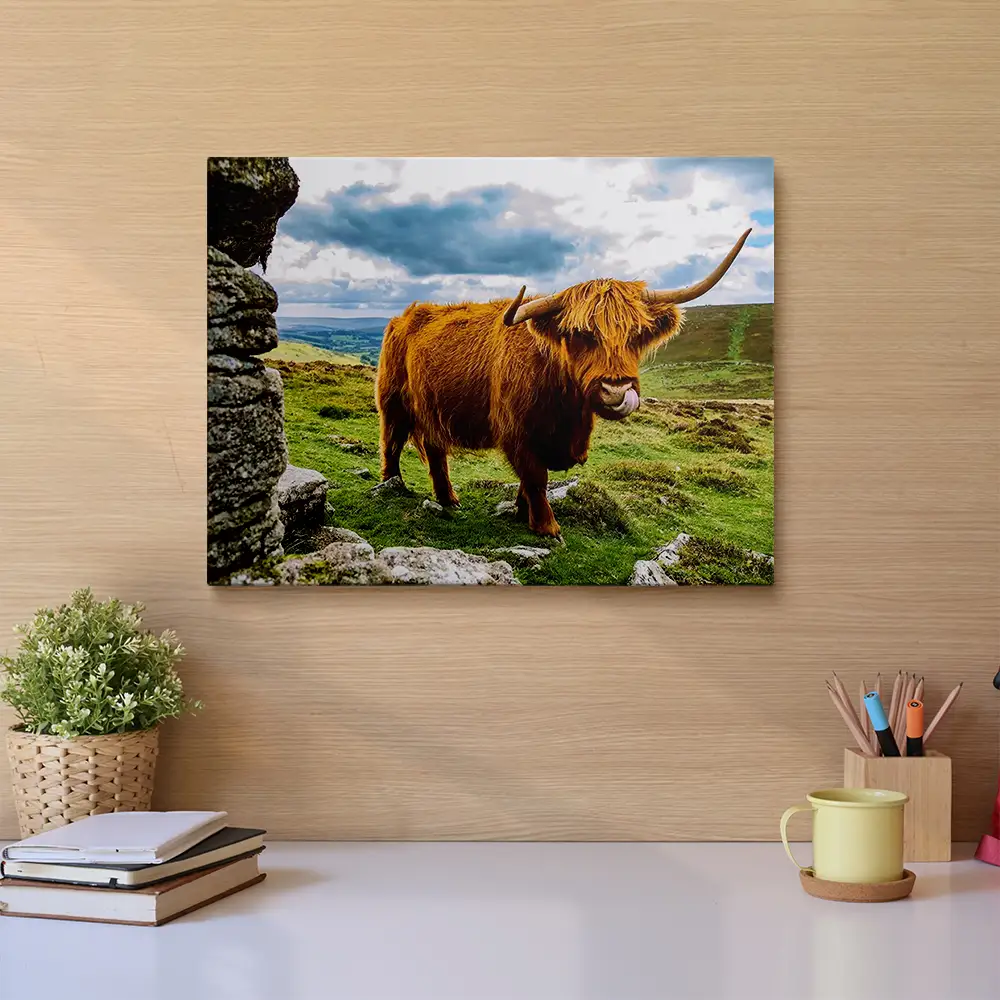 Highland Cow in the Heather