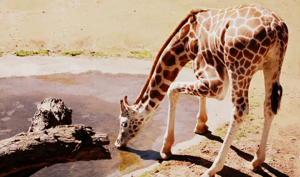 Custom Zoo Paint Kit