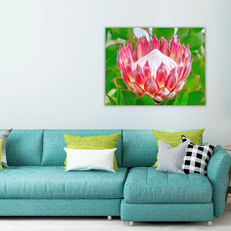 Aesthetic pink protea plant
