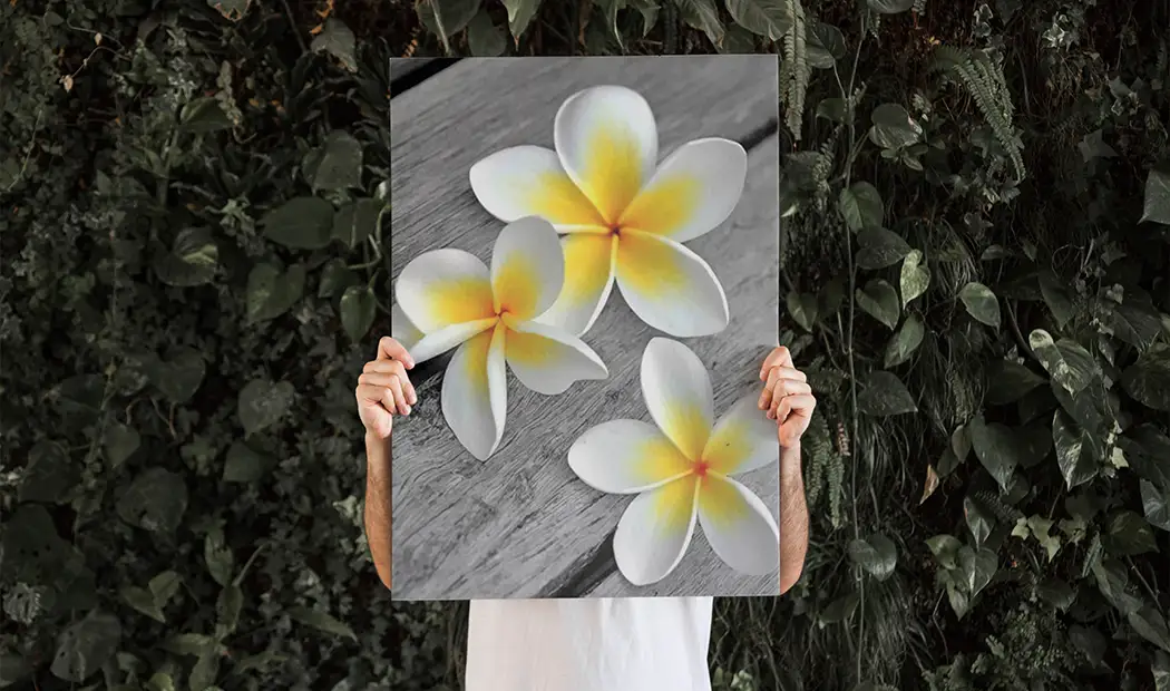 White Frangipani Flower Painting