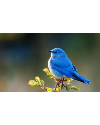 Blubird