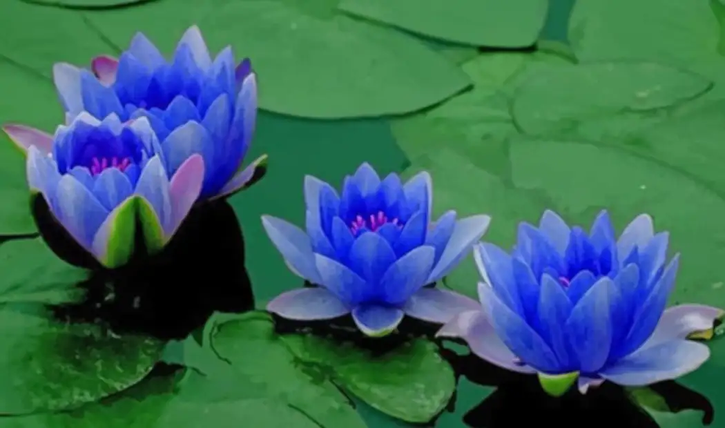 Blue lotus flower art