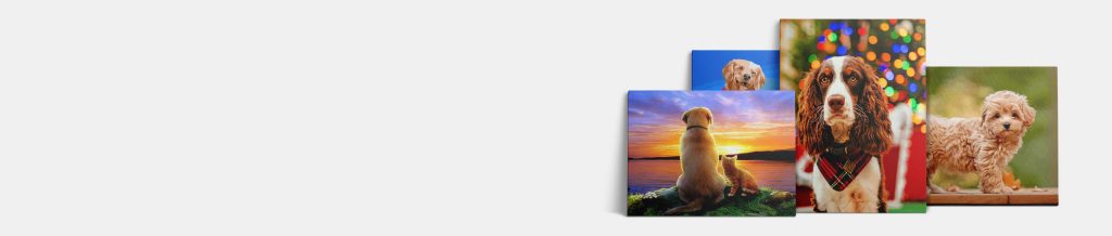 Dog Painting | Art Of Paint By Numbers