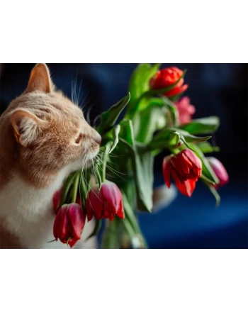 Red cat and dark pink tulips