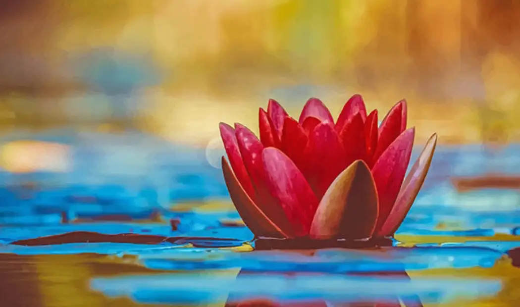 What does lotus signify