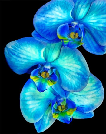 blue-orchid-paint-by-numbers